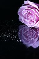 Rose, purple Flower with reflection on dark surface