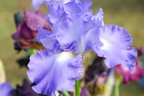 Blue Iris Flowers closeup