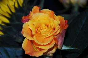 Close-up of the beautiful, blossoming, orange, yellow and red rose flower of different shades near the leaves