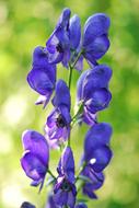 Monkshood Flower Blossom on a blurred background
