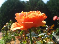 orange rose in the garden against the background of trees
