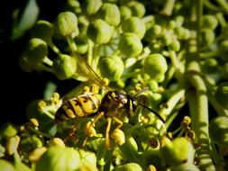 Wasp Yellow