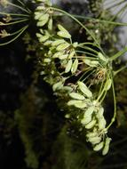 Dill Grass at Garden