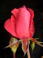 closeup view of Pink Flower bud