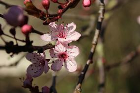 Spring Blossoms at Park