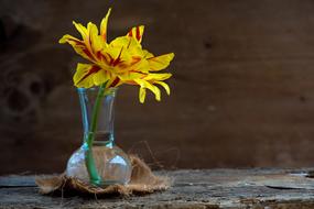 Tulip Flower Blossom