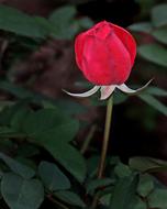 Close-up of the beautiful, red flower of different shades, among the green leaves