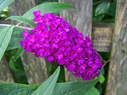 purple buddleja davidii in the garden