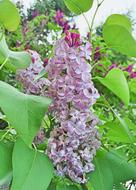 Lilacs Flower Bloom at garden
