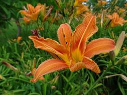 Orange Flowers Blossom