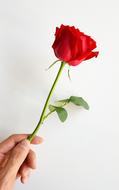 Rose Red Flower