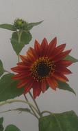 Sunflower Orange Flower in garden