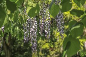 Close-up of the colorful and beautiful Japanese Glycine with flowers and green leaves