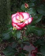 Rose Red and white Petals