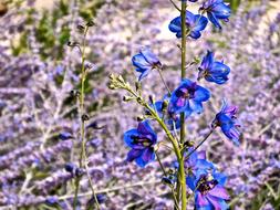 Delphinium Blue and white Flowers