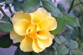 Close-up of the beautiful, yellow and orange rose flower of different shades, among the green leaves