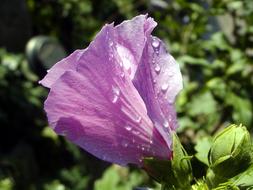 Flower Morning Dew on a blurred background