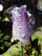 Flower Lila Hibiscus
