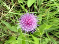 purple thistle flower on Meadow at Autumn