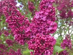 Lilac Flowers at Garden