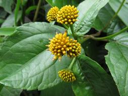 Jungle Ecuador Flowers