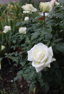 White Roses Flower bush