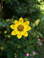 Close-up of the beautiful, yellow, orange and brown daisy flower among the other colorful flowers in Ethiopia