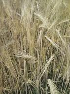 yellow fluffy ears in the field