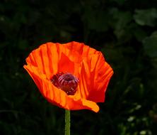 Poppy Flower Spring