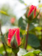blooming beautiful flowers in the garden