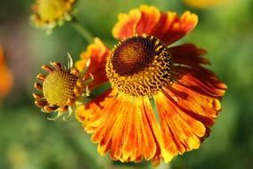 Marigold Flower petals