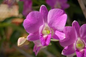 Close-up of the beautiful, purple, green, yellow and white orchid flowers in sunlight