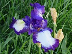 Close-up of the beautiful, purple and white iris flower among the orange flowers and green grass
