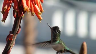 Flight Hummingbird near an orange flower on a blurred background