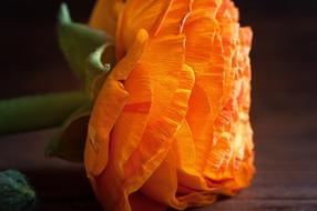 Ranunculus as a Flower Orange