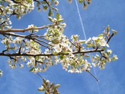 Flowering Cherry Tree White Flower
