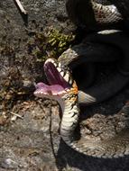 Snake Snooping Summer