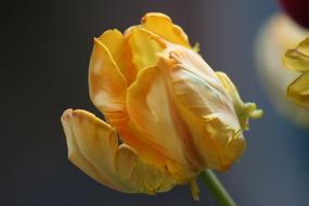 Spring flower, Yellow Tulip at blur grey background