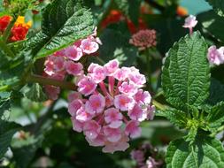 Flower Flowers Pink