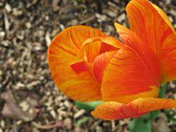 Orange Tulip in Garden