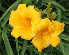 Stella De Oro Lily Flower Get