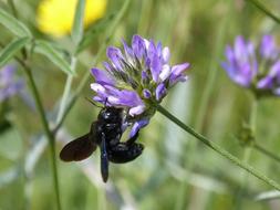 bumblebee on a purple flower in nature on a blurred background