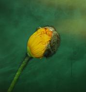 poppy yellow blossom bloom spring