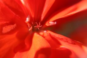 Close-up of the beautiful, red and orange geranium flower in light