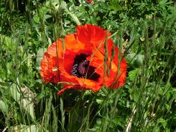 Red Poppy Blossom Bloom in grass