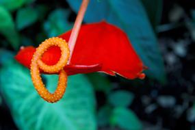 Tropical Red Orange