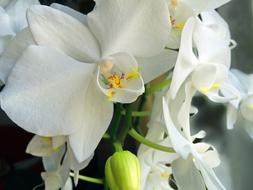 Orchid white Flowers closeup view