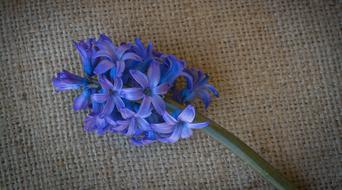 Hyacinth Flower Blue