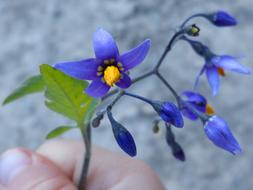 Violet Flower in Hand