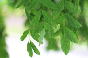 Green Leaf Shade Fresh The